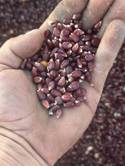 Porumb rosu pentru porumbei