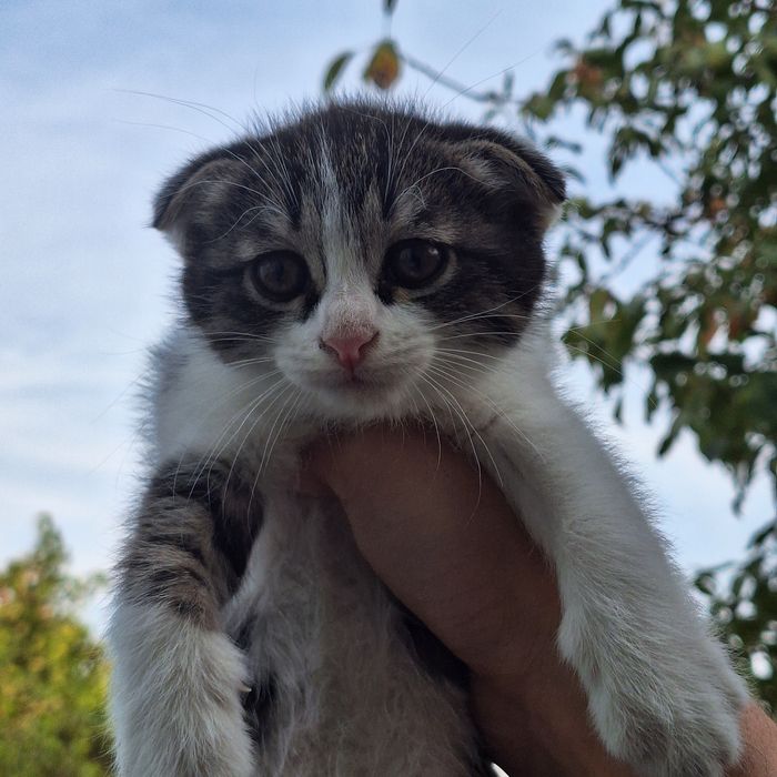 Двух месячные котята