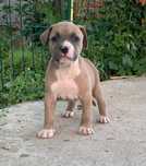 Femela     amstaff