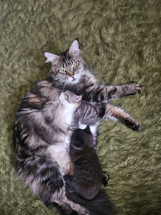 Чистокровная шикарная девочка