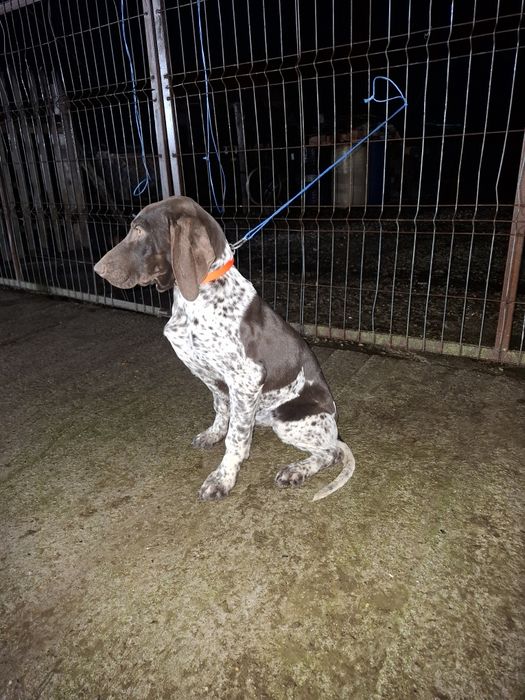 Vând femela brac german