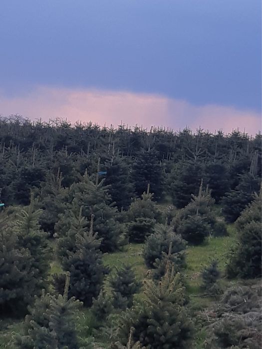 Brazi de plantat la ghiveci