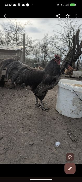 Cocoș australorp
