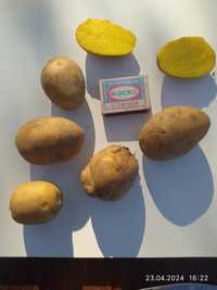 Картофель семена