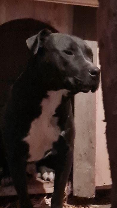 Питбул  на една година