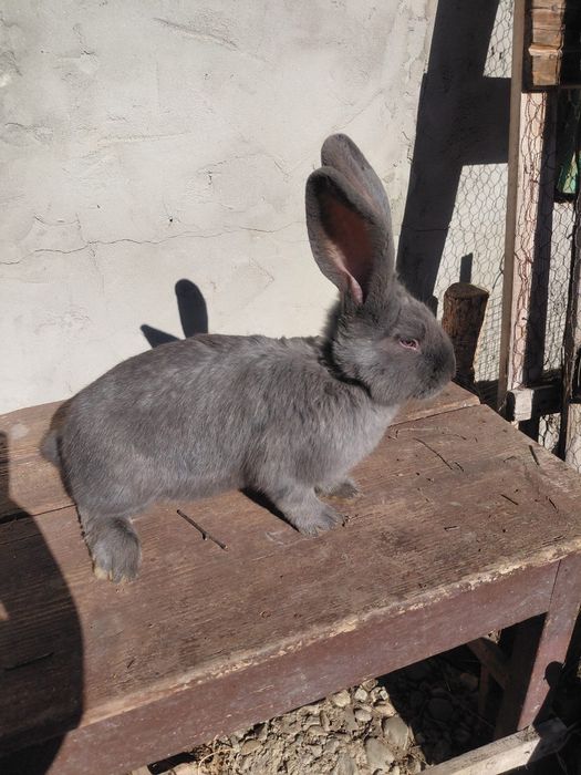 Masculi fluture german 4 luni