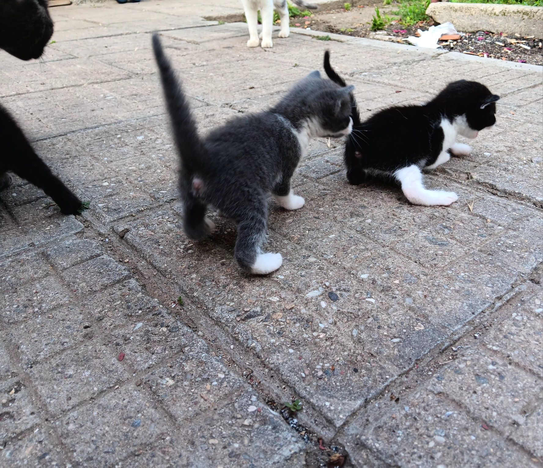 Подарявам малки котенца