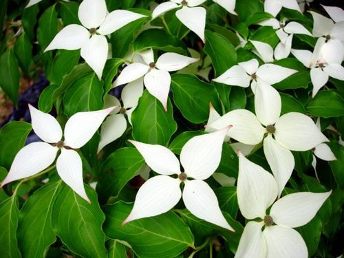 Pomi Ornamentali (Corn Chinezesc )