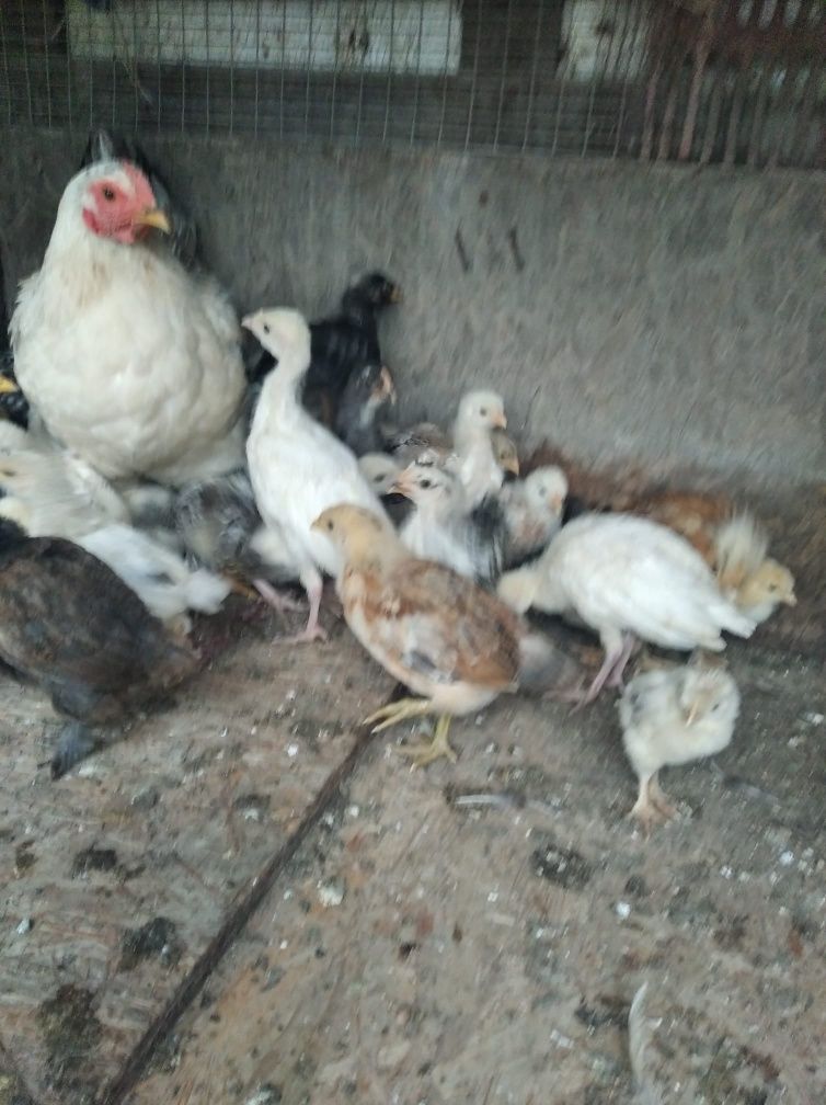 Pui curcan de țară