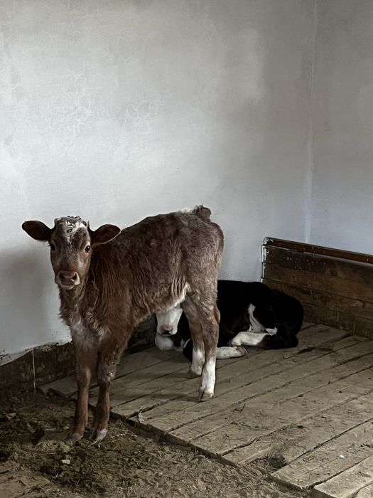 Бұзаулар сатылады 1 айдан асқан