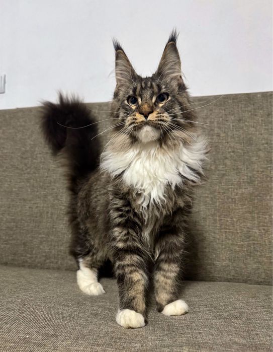 Pisica maine coon felisa autorizata