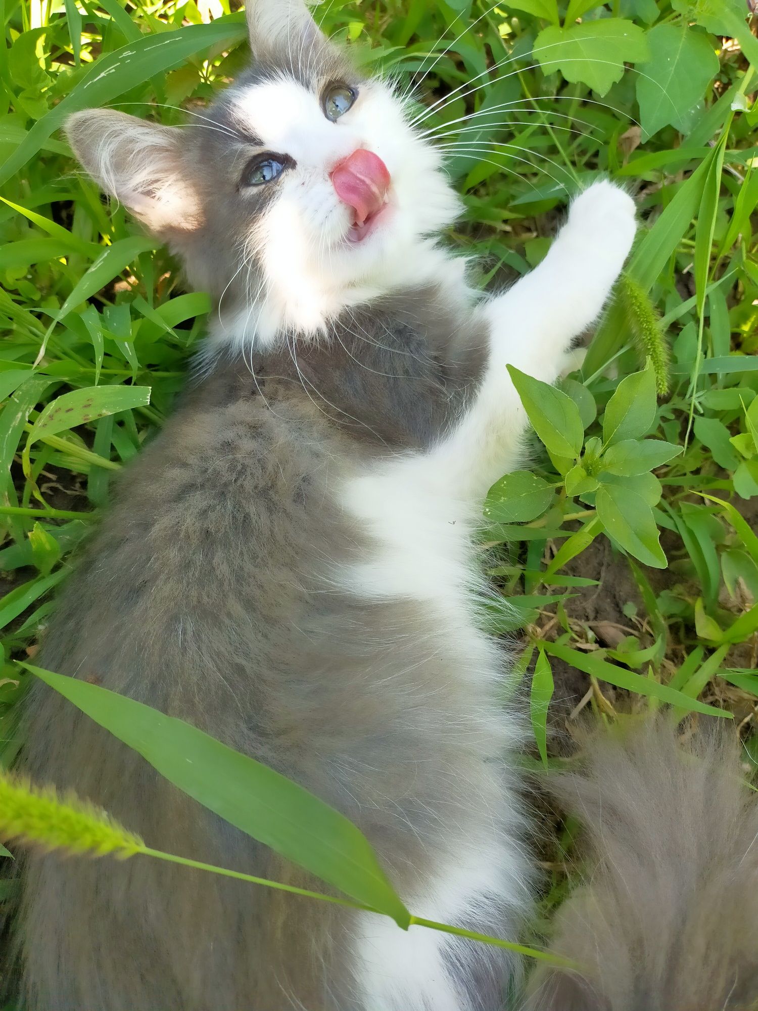 Отдается котенок