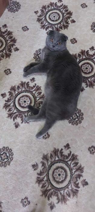 Породистая кошка. Самец