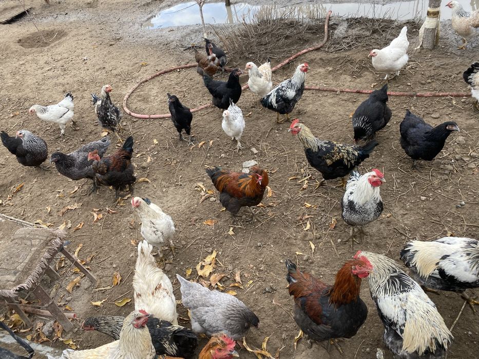 Молодые петухи 5-6 мес.