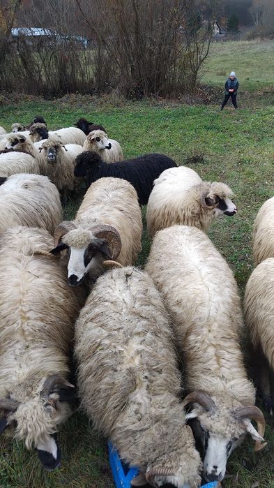 De vanzare 17 oi gestante numai mioare și strâmtoare mai multe detalii