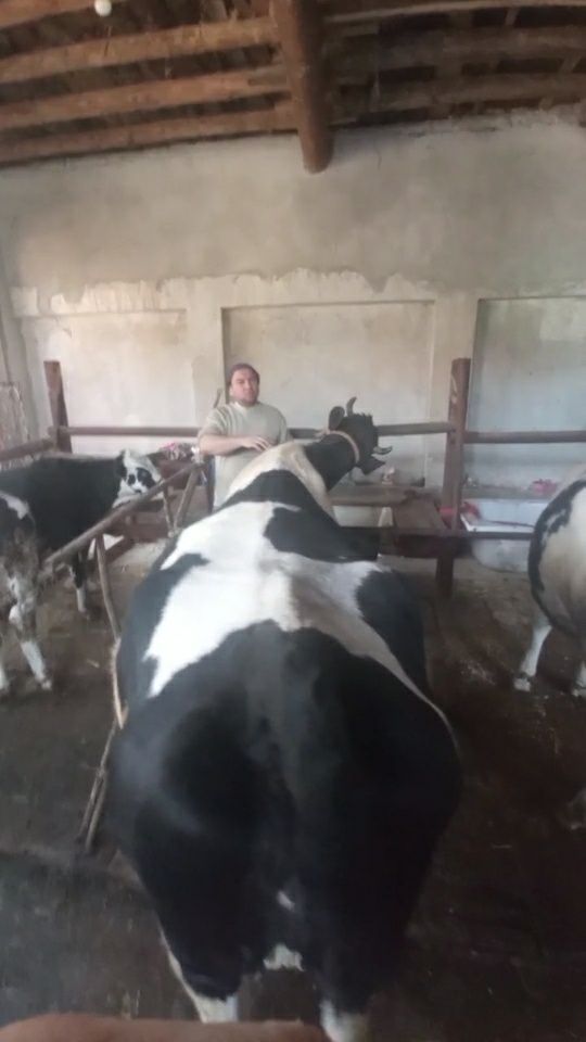 Sigir 3 qoringa 8 oyli bòģoz sotiladi
