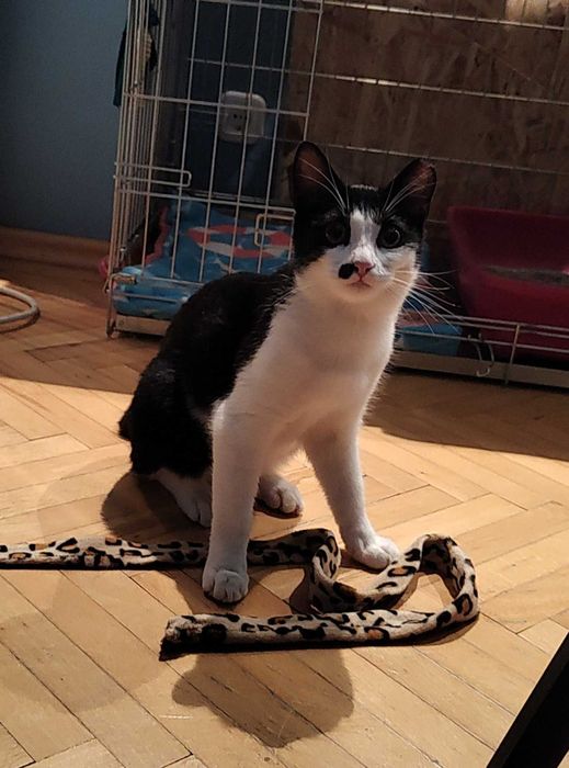 Marlena o pisicuta tuxedo mai speciala