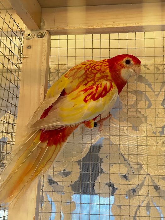 Vând papagali rosella cu voliera