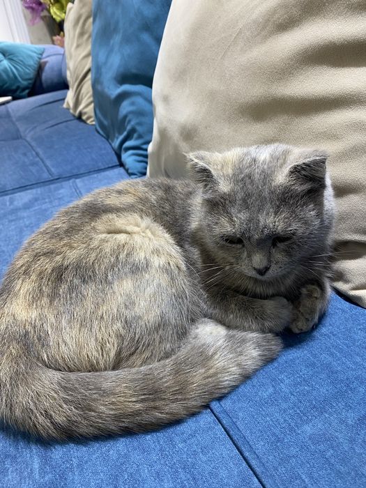Породная кошка скоттиш фолд