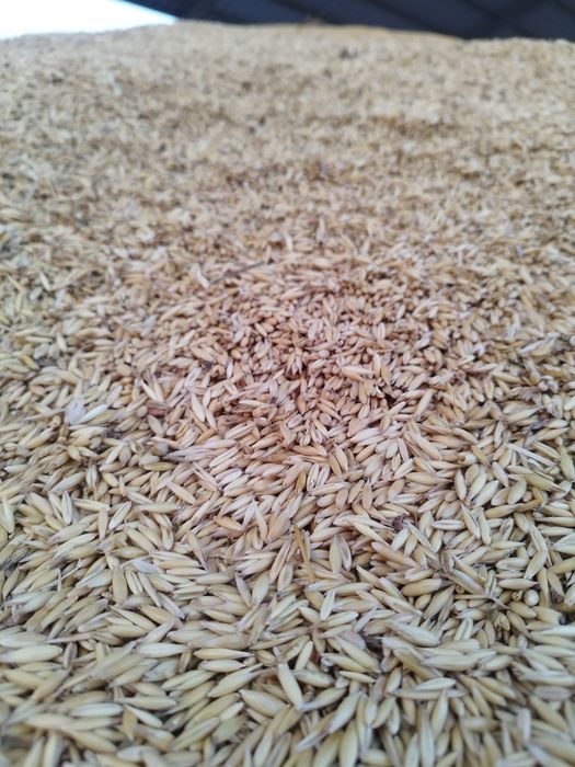 Vând ovăz producție 2025