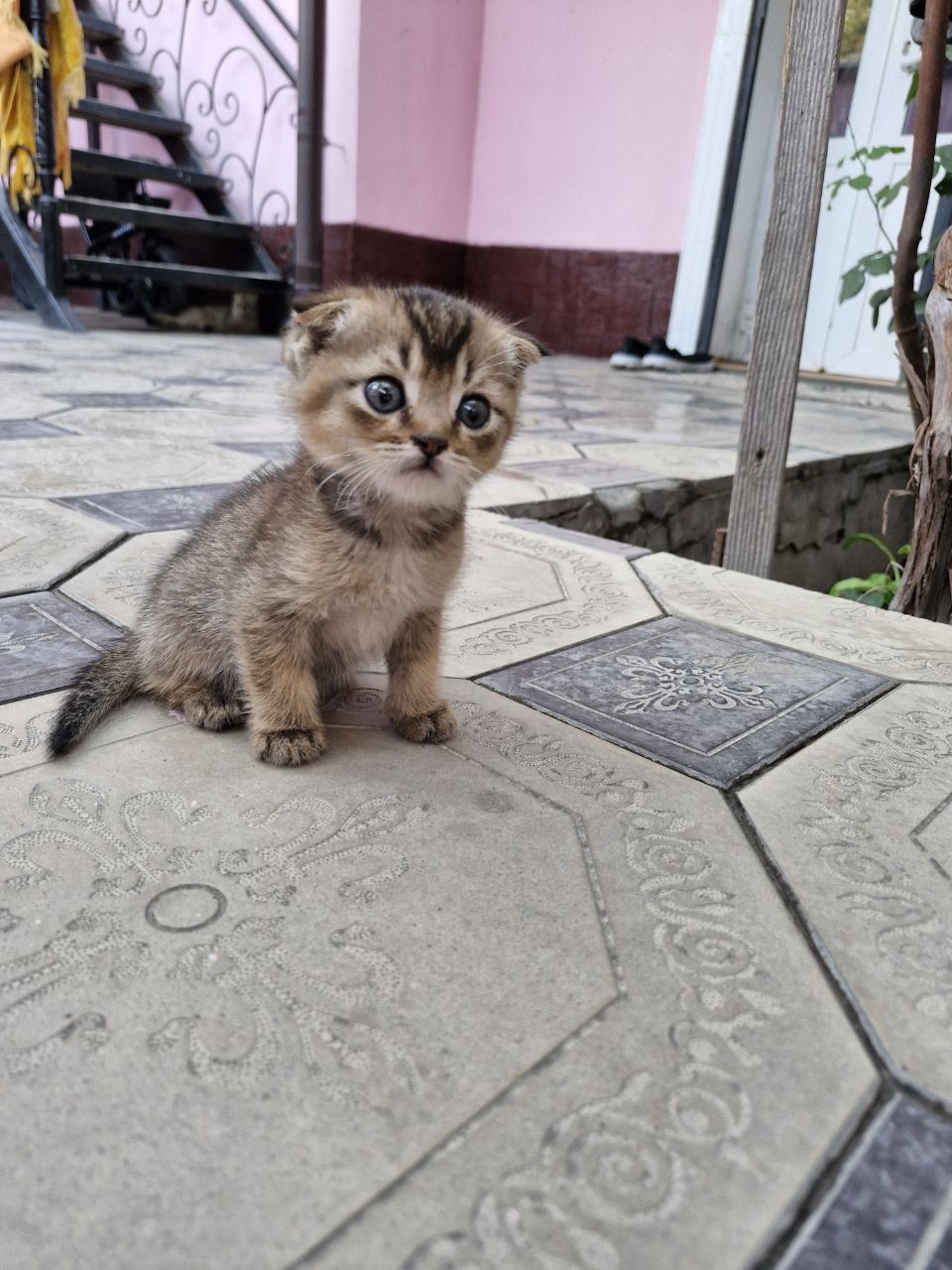 Mushuklar sotiladi