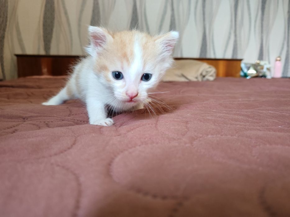 Подарявам котенце
