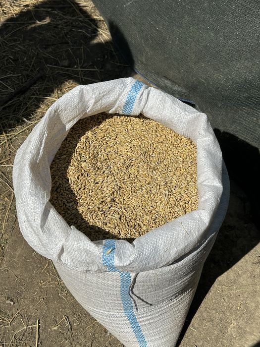 Vand Orzoaica 2025 productie bio