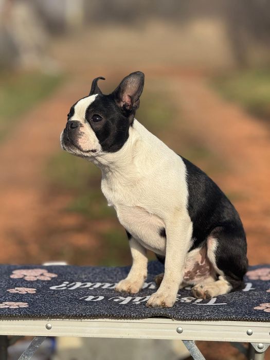 Boston terrier puiut