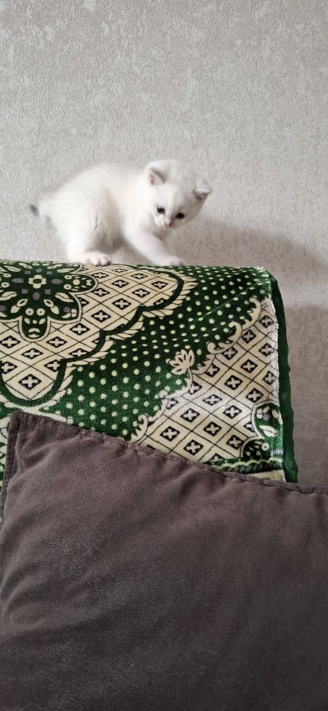 Котята скоттиш фолд,скоттиш страйт