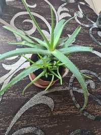 Aloe barbandensis