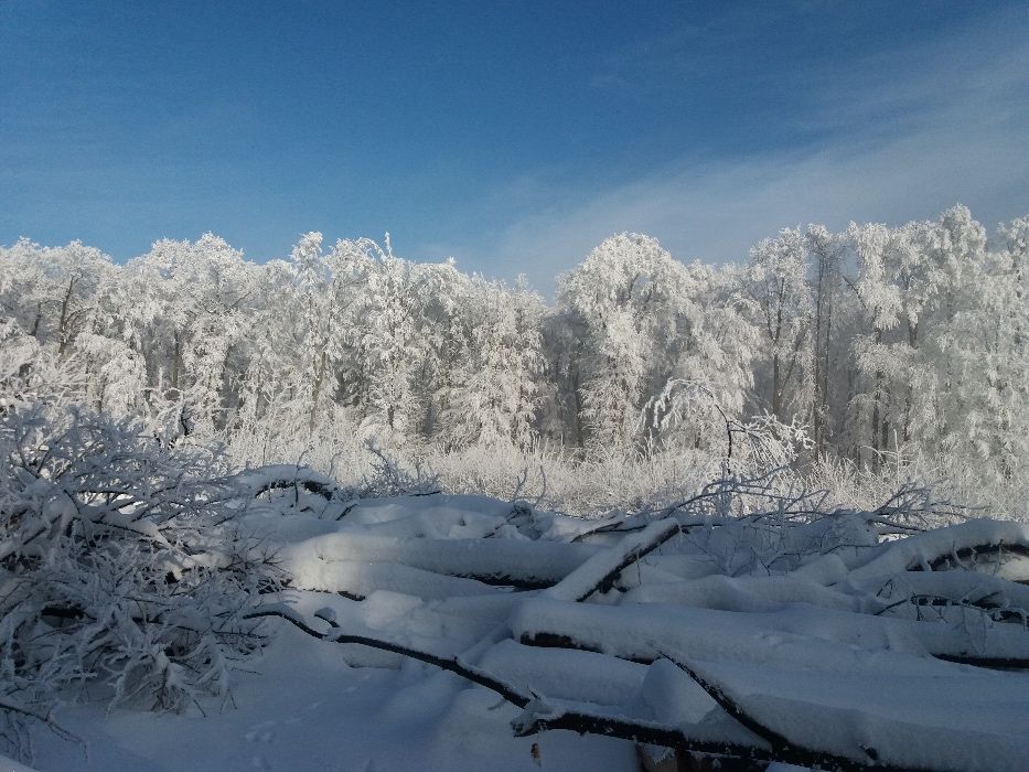 lemn de foc, diverse esente tari si diverse moi