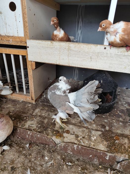 Voltat Indian linia mare