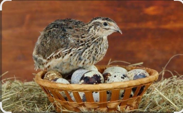 Бодене жумырткасы сатылады 40т шт