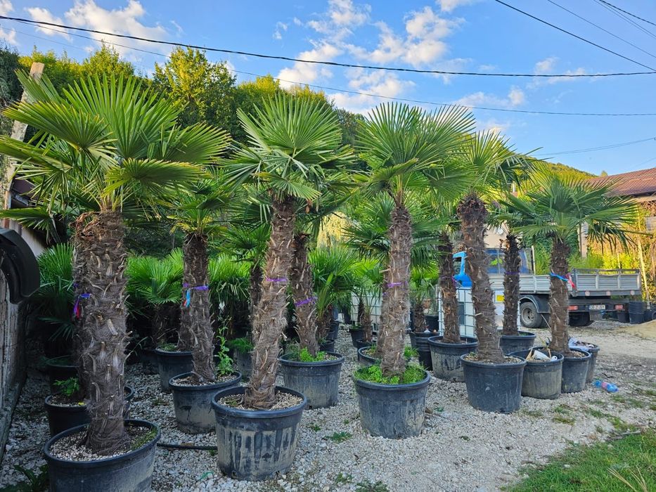 Vând palmieri cycas, și trachycarpus fortunei de toate dimensiunile