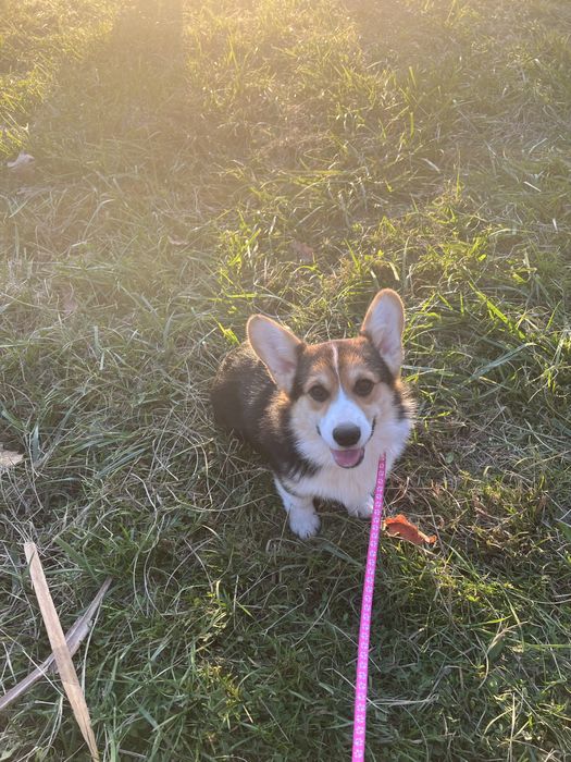 Corgi femela tricolor