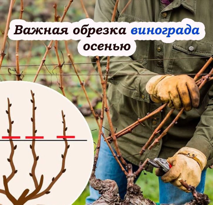 Осенняя обрезка плодовых деревьев