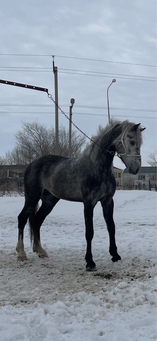 Продам жеребца вариан обмена на авто