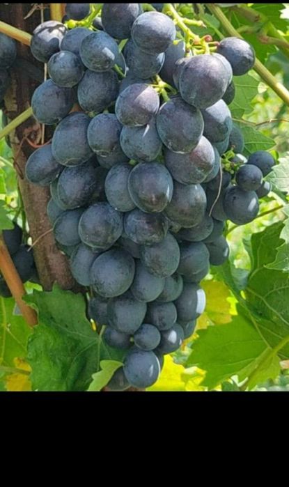 Butasi de vită de vie de anul 2 și de anul 3