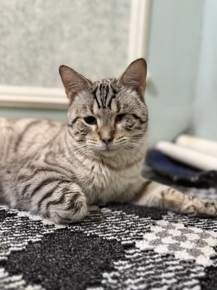 BRR. Bengal Oq Anta 1.5 yosh