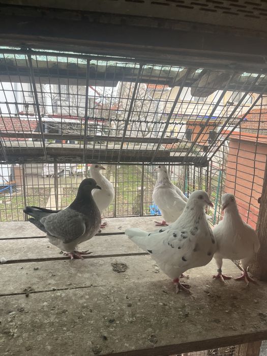 Porumbei texani de vanzare