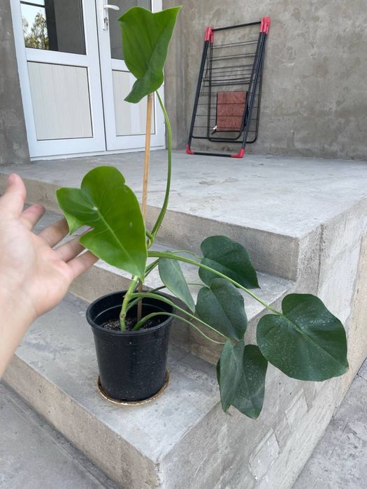 Монстера delilioza gigant тайская созвездия