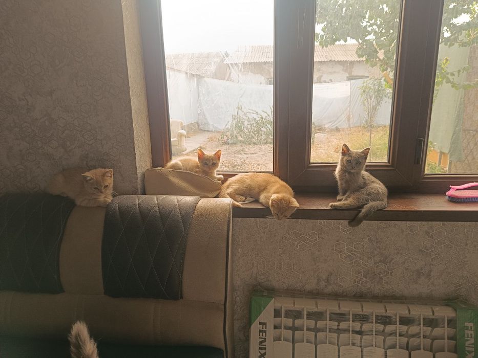 Котята британской породы