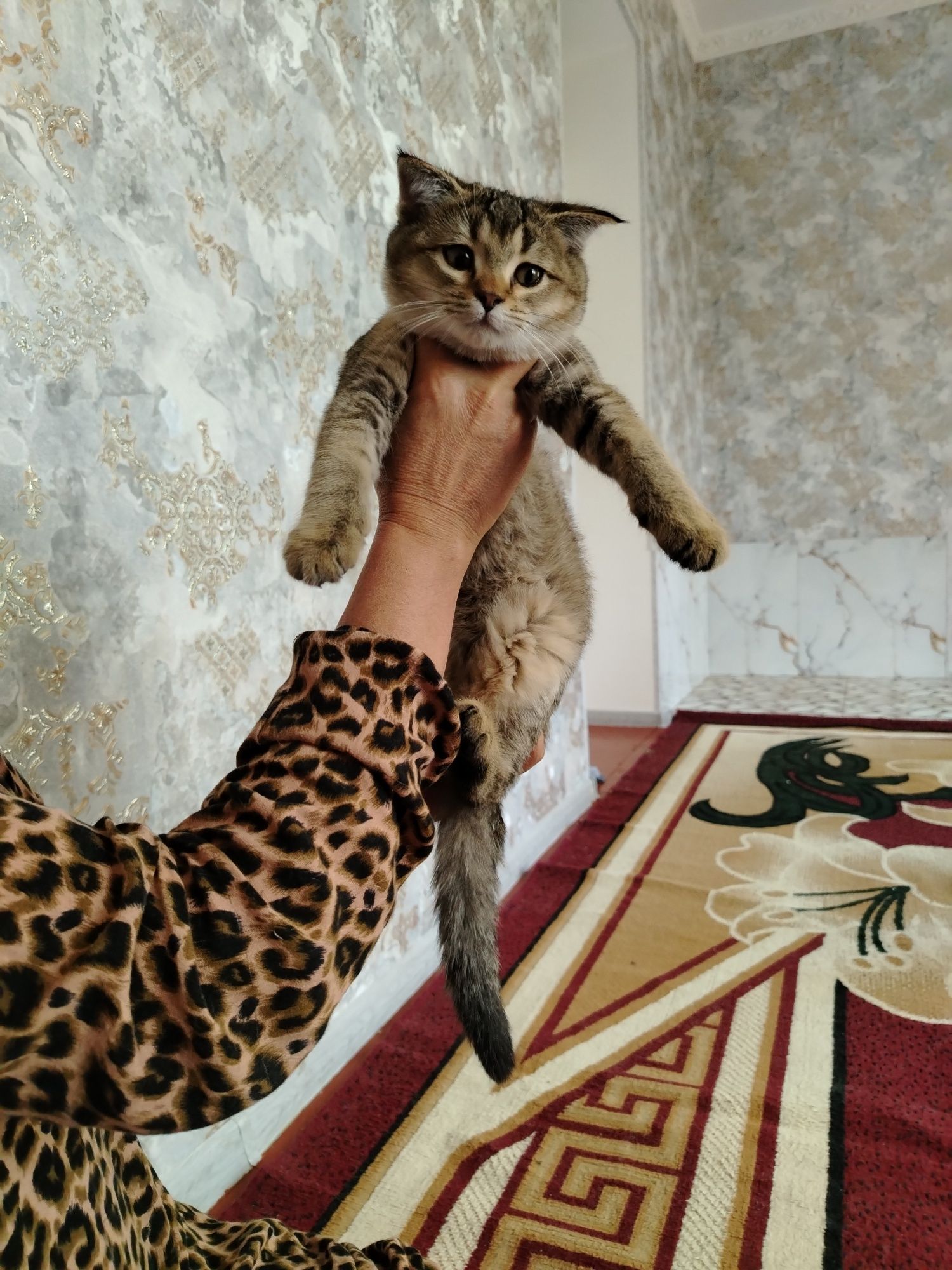 Zolotoy shinshila va fold bolalari