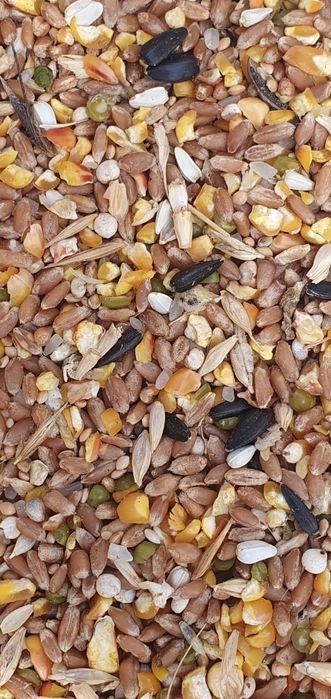 Петухи Хурозлар хонаки ва броллер