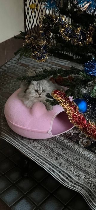 Скотиш фолд. Вислоухая