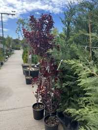 Artar gard viu leylandii evounimous ponpon bonsai cycas leandrii artar