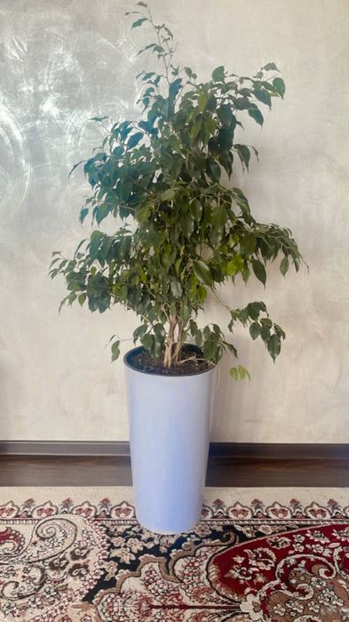 Gul uy va ofis uchun