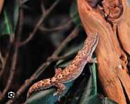 Гекон Лугубрис(Lepidodactylus lugubris)