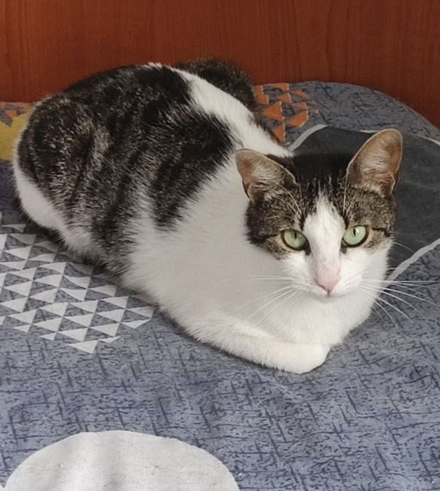 Pisicuta pentru adoptie, pisicuta superba,pisica de adoptat, pisica