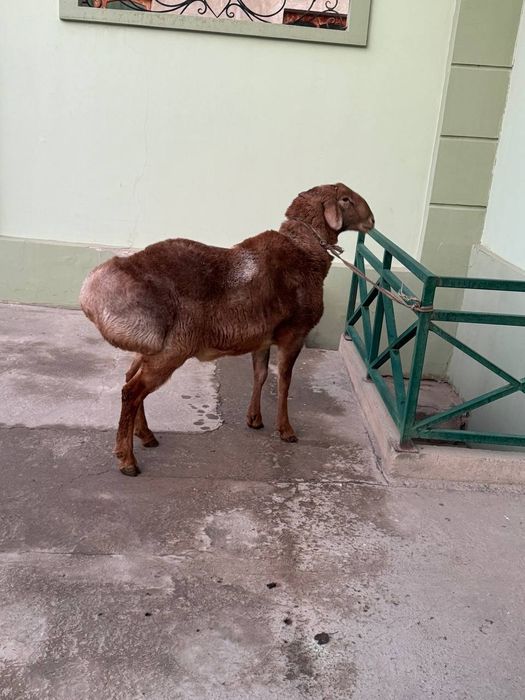 Арашан едилбай гибрит Кочкори